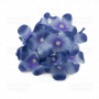 Phloxen kornblumenblau
