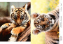 Decoupage card Tigers, watercolor #0455 21x30cm