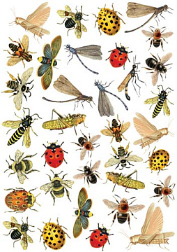 Overlay z nadrukiem do scrapbookingu, Bright summer insects