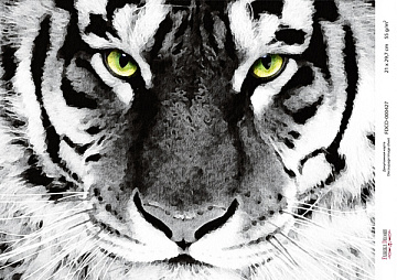 Decoupage card Tiger's gaze, watercolor #0427, 21x30cm