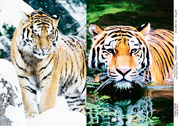 Decoupage card Tigers, watercolor #0437, 21x30cm