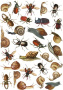 Overlay Beetles and snails 21х29,7 сm