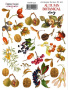 Zestaw naklejek, 24 szt, "Autumn botanical diary" #225