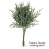 набор веточек аспарагуса зелений мох, 10шт