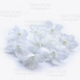 Blüten Hortensien weiß. 1 PC