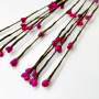 Weidenzweig Fuchsie 1St
