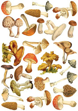 Overlay z nadrukiem do scrapbookingu, Mushroom illustrations