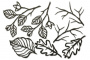 Spanplatten-Set "Botanik Herbst 2" #155