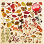 Набор скрапбумаги Botany autumn 20x20 см, 10 листов