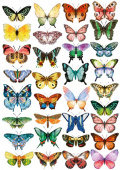 overlay "colorful butterflies" 21х29,7 сm