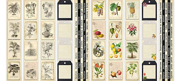 Set of stripes with pictures for decoration Botany exotic 