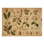 Zestaw jednostronnego kraftowego papieru do scrapbookingu Botany spring 42x29,7 cm, 10 arkuszy 