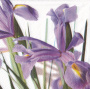 Decoupage napkin "Irises 1"