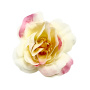 Цветы розы Бежевые с розовым, 1шт