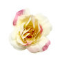 Tea rose flower, Beige with pink, 1pc - 0