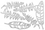 Набор чипбордов Botany exotic 10х15 см #719