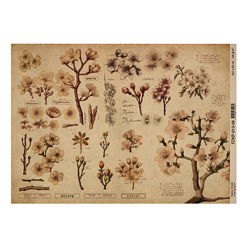 Kraft paper sheet "Botany spring", #8, 16,5’’x11,5’’