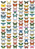 overlay "butterflies mini" 21х29,7 сm