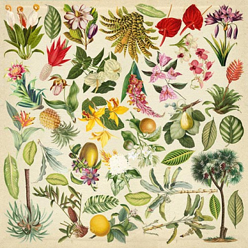 Blatt mit Bildern zum Schneiden. Sammlung "Botanik exotisch"