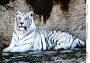 Декупажная карта Белый Тигр, акварель #0445 21x29,7 см