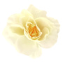 Tea rose flower, Ivory, 1pc - 0