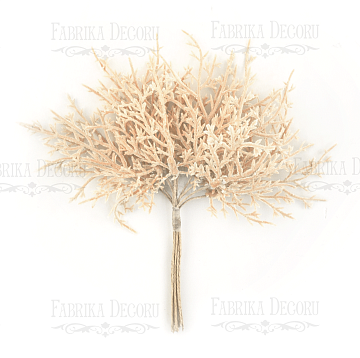 Set of twigs of asparagus sepia, 10pcs