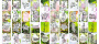 Streifenset mit Bildern zur Dekoration "Blühende Magnolie"
