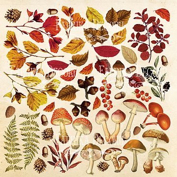 Sheet of images for cutting. Collection "Botany autumn"