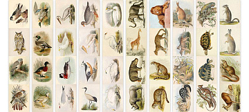 Set of stripes with pictures for decoration "Animals and Birds"