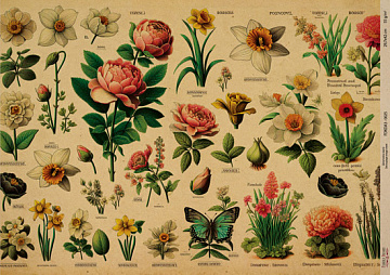 Kraftowy papier do decoupage, 42x29,7 cm, „Botanica Kraft”, #0025