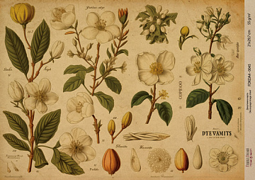 Kraft Decoupage Papier 29,7x21cm, “Botanica Kraft”, #0045