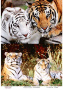 Decoupage-Karte Tiger, Aquarell #0457 21x30cm