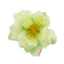 Clematis Blume minze, 1 St