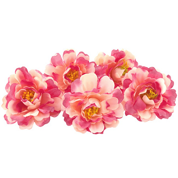 Tree peony pink-peach, 1 pc