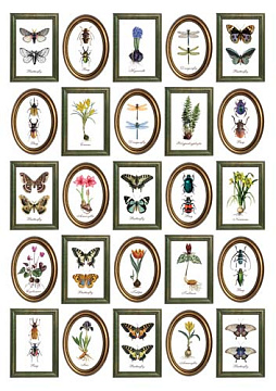 Overlay Botanical stories in frames 21х29,7 сm