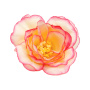 The tea rose flower, Creamy with bright pink, 1pc - 0