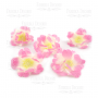 Sakura flower white with pink, 1 pcs