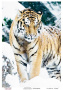 Decoupage card Tiger, watercolor #0432, 21x30cm