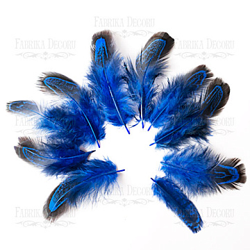 Pheasant feathers set "Blue"