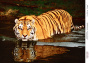Decoupage-Karte Tiger, Aquarell #0459, 21x30cm