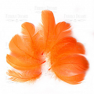 Feather set  "Orange"