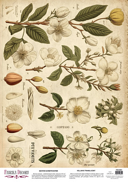 Deco vellum colored sheet Spring Botanical Story Magnolias, A3 (11,7" х 16,5")