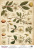 deco vellum colored sheet spring botanical story magnolias, a3 (11,7" х 16,5")