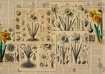 Kraftowy papier do decoupage, 42x29,7 cm, „Botanica Kraft”, #0034