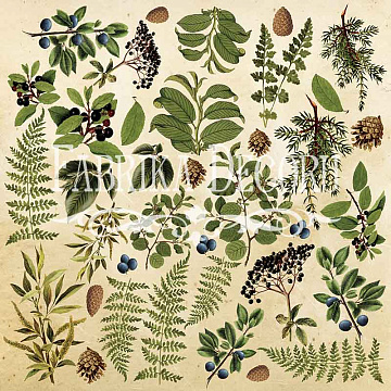 Arkusz z obrazkami do dekorowania "Botany summer" №2