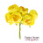 цветы жасмина maxi желтые 6 шт