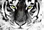 Decoupage-Karte Tigerblick, Aquarell #0427, 21x30cm