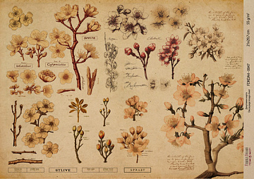 Kraft Decoupage Papier 29,7x21cm, “Botanica Kraft”, #0047