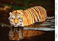 Decoupage card Tiger, watercolor #0459, 21x30cm