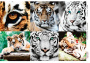 Decoupage-Karte Tiger, Aquarell #0446, 21x30cm
